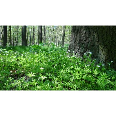 Waldmeister Aufstrich