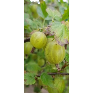 Grüne Stachelbeeren Fruchtaufstrich
