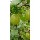 Grüne Stachelbeeren Fruchtaufstrich
