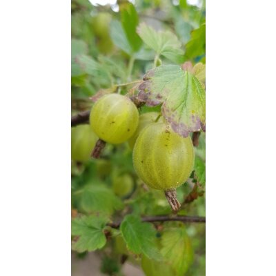 Grüne Stachelbeeren Fruchtaufstrich