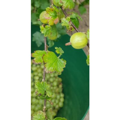 Grüne Stachelbeeren Fruchtaufstrich