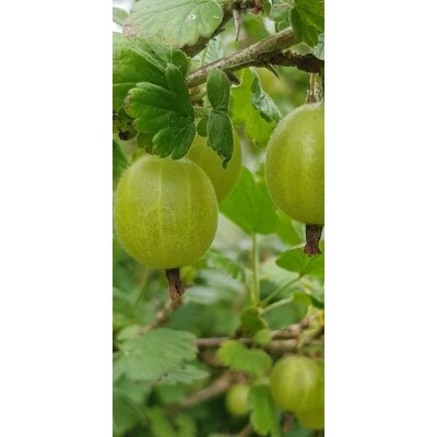 Grüne Stachelbeeren Fruchtaufstrich